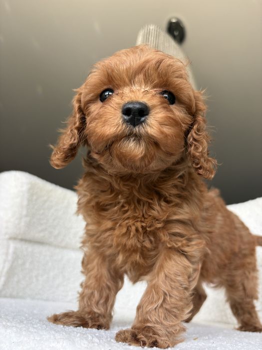 Cavapoo sliczny piesek