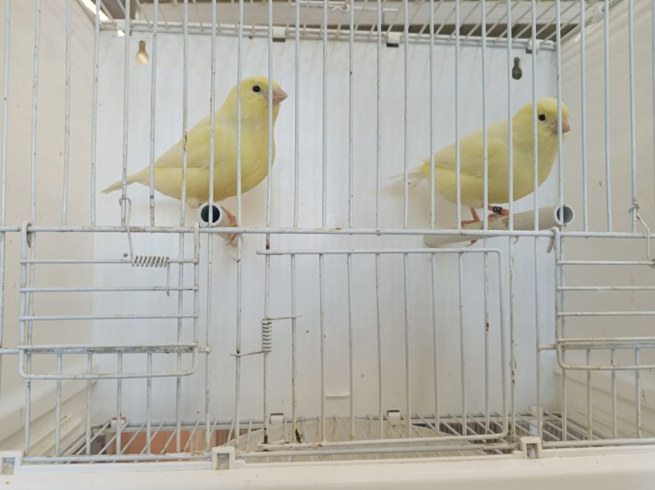 Canários Amarelo Marfim