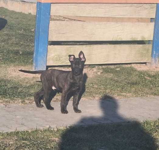 Owczarek holenderski piesek