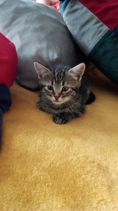 Котята в заботливые руки. Котенок бесплатно. Кот. Котик.  Кошка даром
