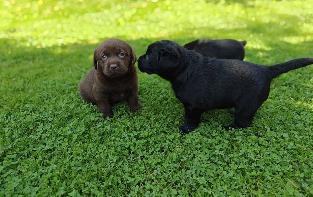 Labrador retriever czarny czekoladowy suka pies fci zkwp