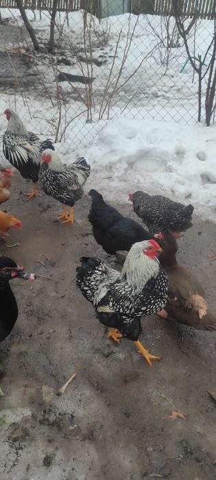 Молоді півники породи віандот срібло