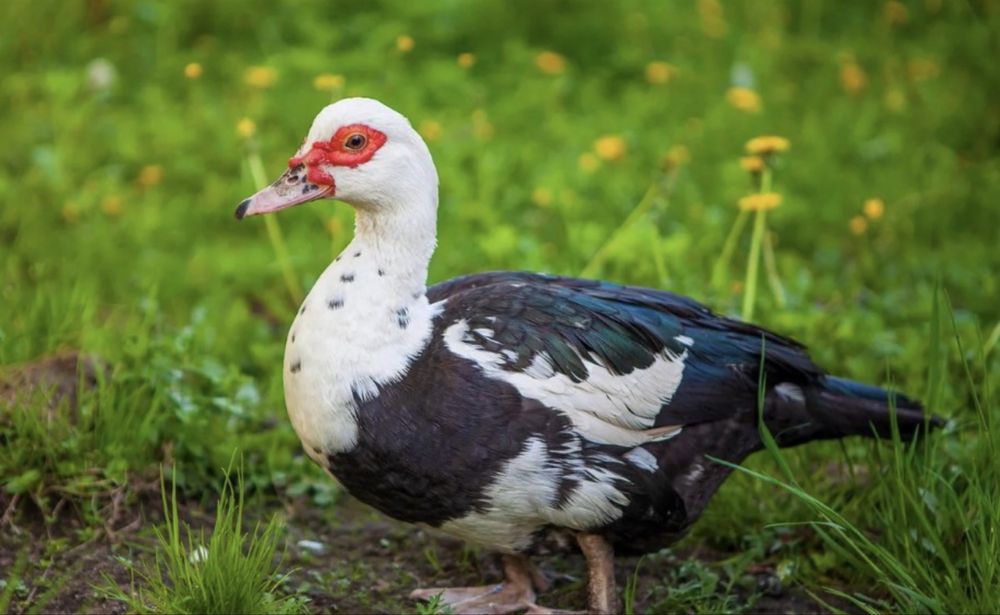 Індокачки качур