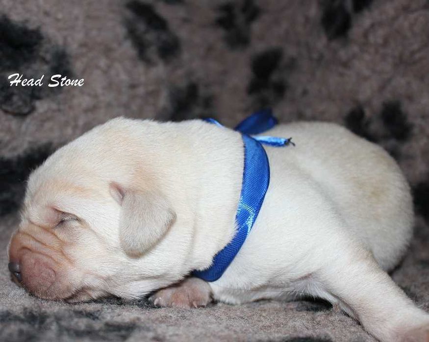 Лабрадор ретривер Щенки