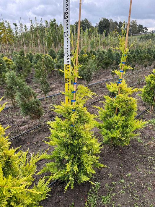 Cyprysowiec Leylanda Gold Rider 100-125 cm, 125-150 cm