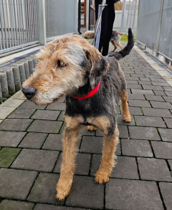 Loczek do adopcj mały i terrierek