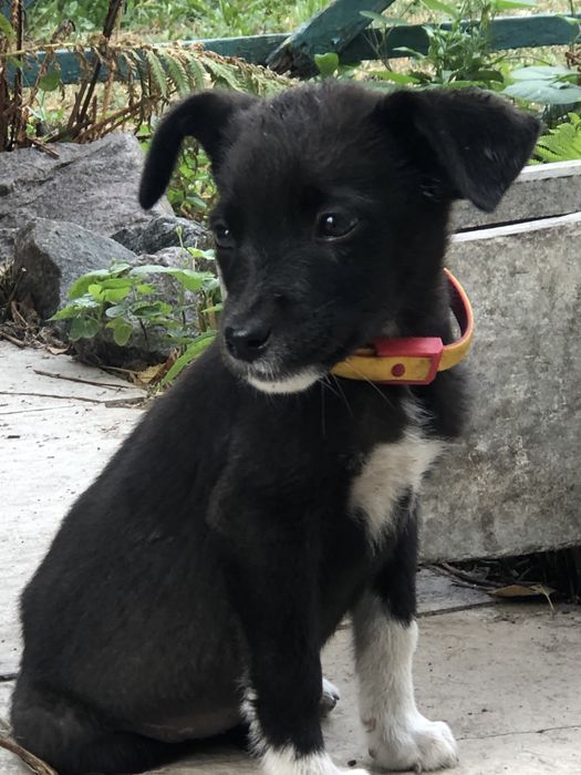 Відамо в хороші руки