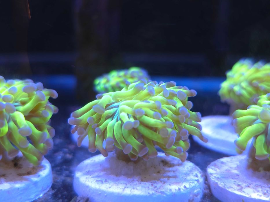 Euphyllia paraancora Ultra Koralowce Akwarystyka Morska Poznań