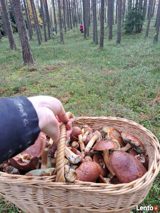 Działka  budowlana z rozpoczętą budową domu Oksa