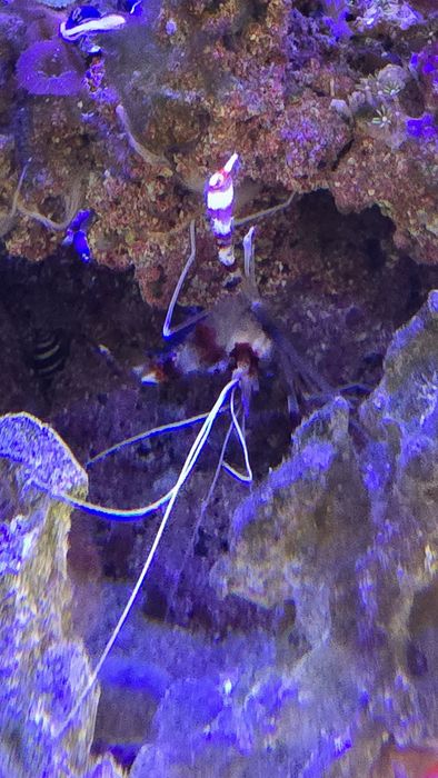 Aquario agua salgada COMPLETO