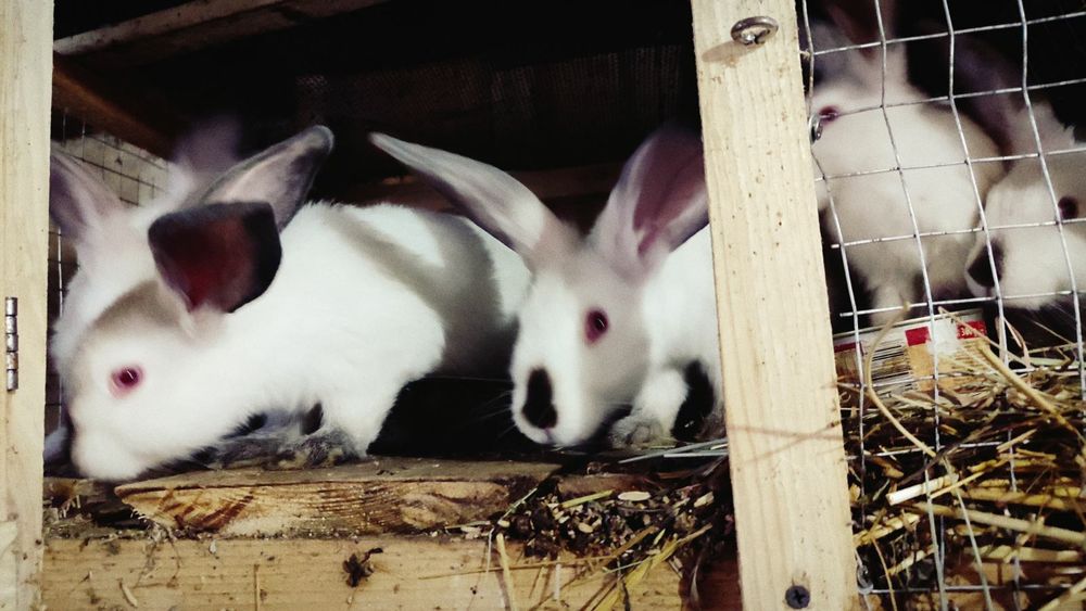 Кролі кролики декілька порід