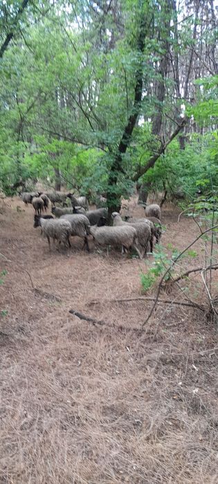 Барани Романівської породи