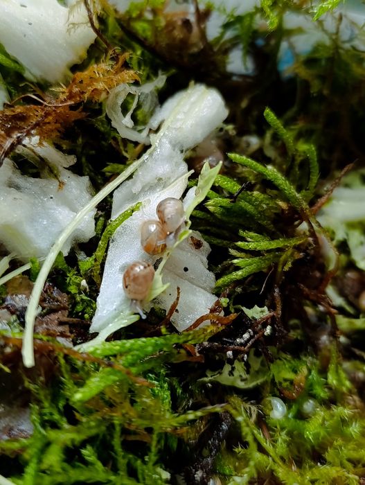 Равлики ахатини маленькі