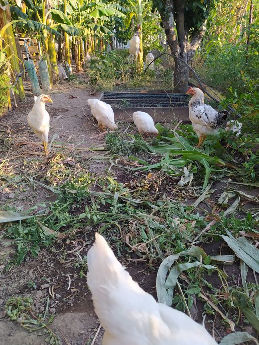 Galo galinha caseiros criados no campo