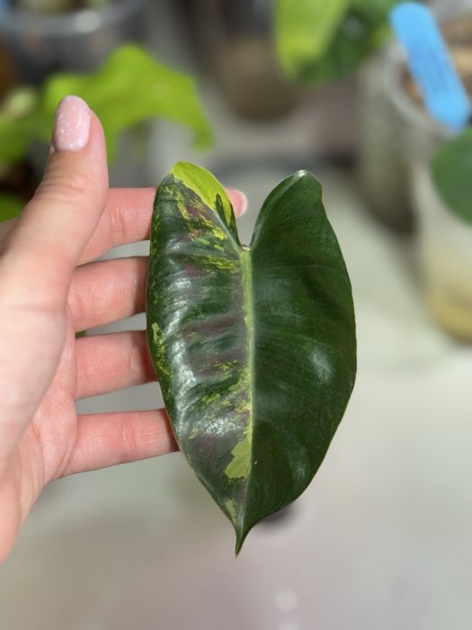 Philodendron Burle marx variegated