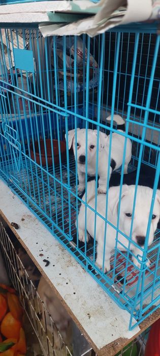 Gaiolas para cães com limpeza facio