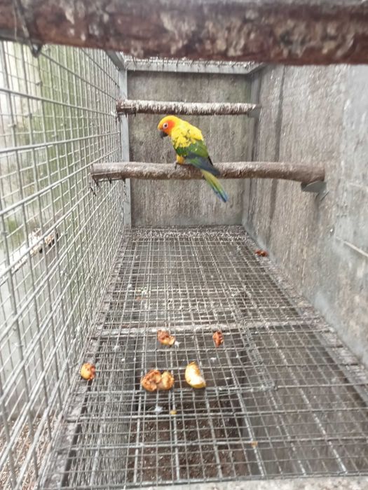 Vários Ring necks para cedencia