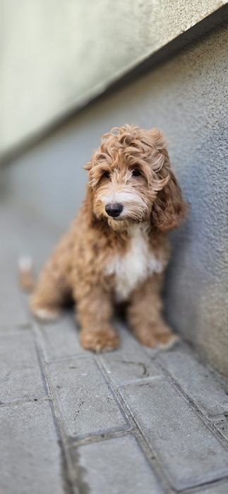 Cockapoo / chłopczyk