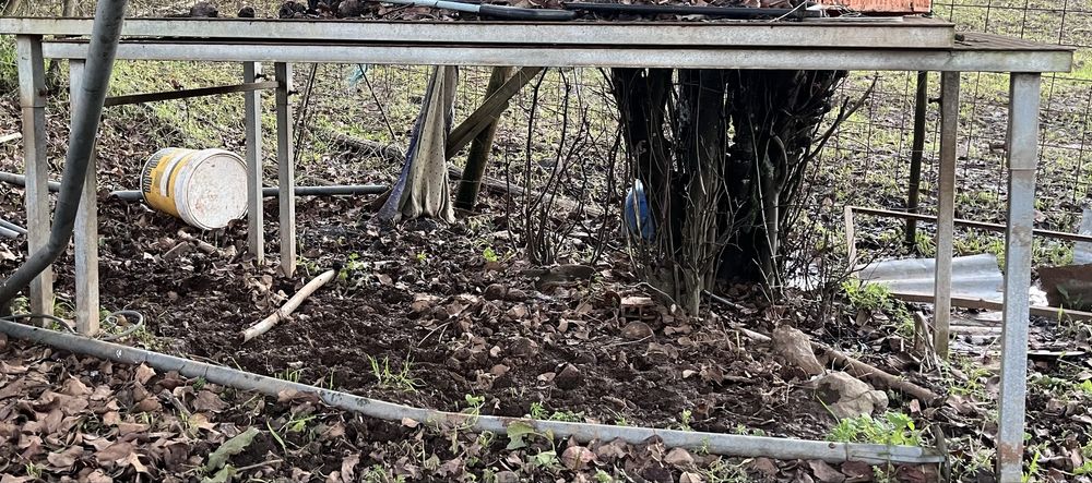 Cornadis de 12 cabeças