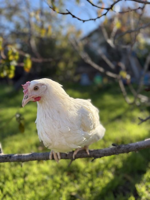 Несушка 3 мес доминант, ломан сенди, браун