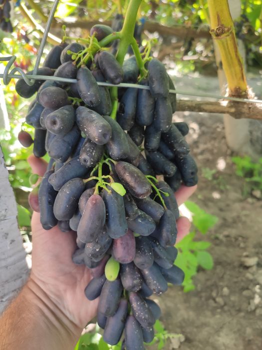 Саджанці винограду