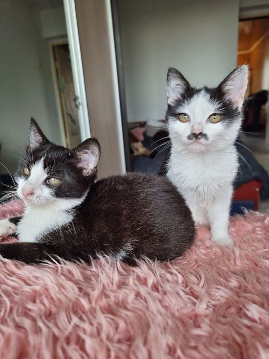 Дві кіцюні шукають дім