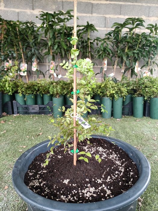 Jabuticaba Sabará (com 2 anos)