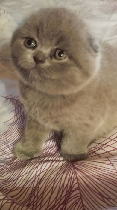 Гарний висловухий котик на вязку