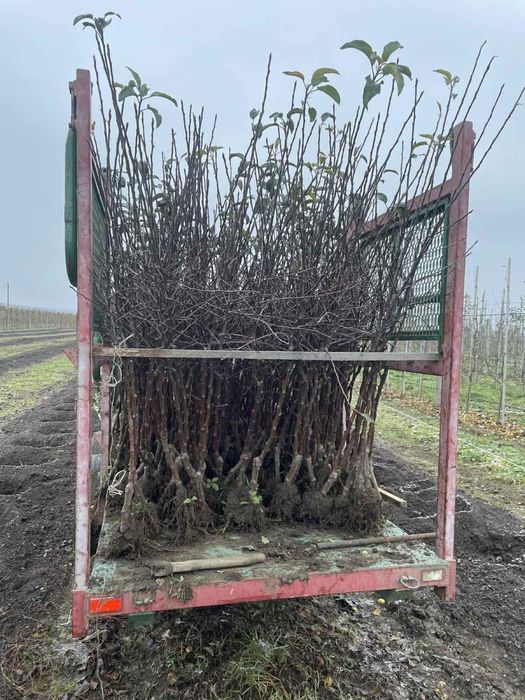 Саджанці яблуні / саженцы яблони / саженцы плодовых деревьев/ ОПТ