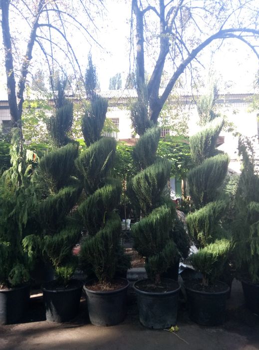 Ялівець Блу Арроу в асортименті від 1.8 + м