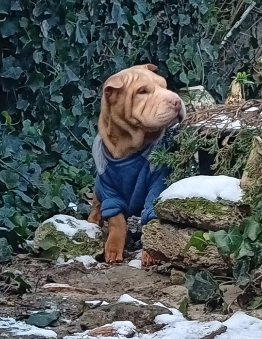 Shar pei,Шарпей щенок, мальчик