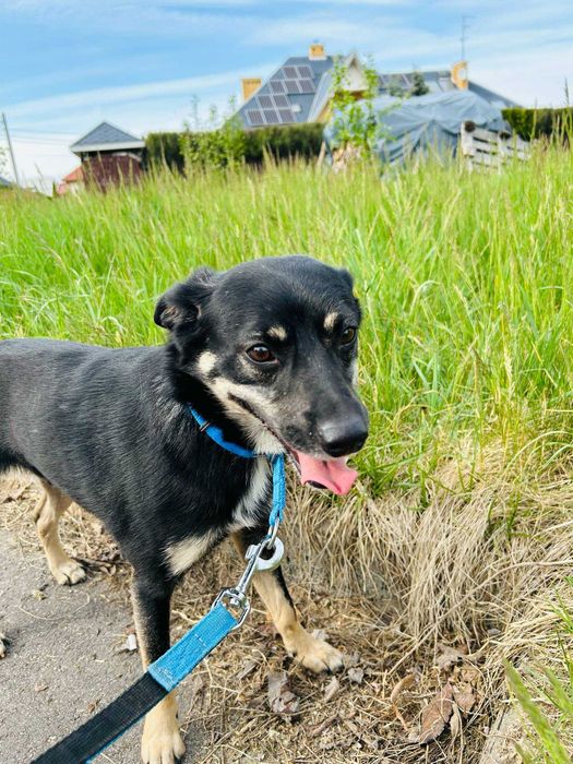 Wyjątkowy Jager w wieku 3 lat szuka domu