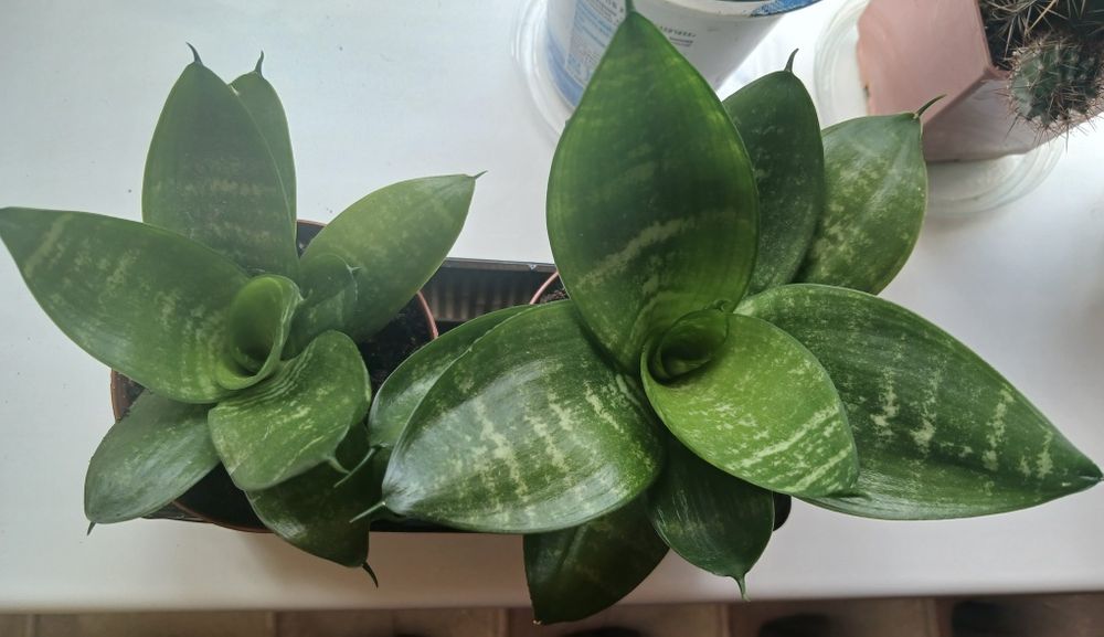 Тещин язик Щучий хвіст Сансевієрія