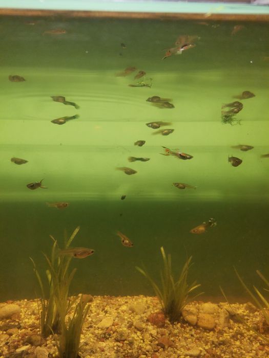 Sprzedam rybki gupiki