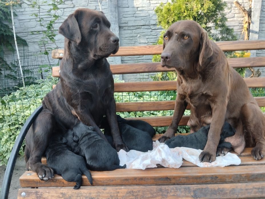 Лабрадори хлопчики та дівчата