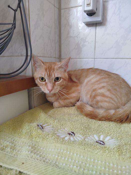 Gato meigo para adoção