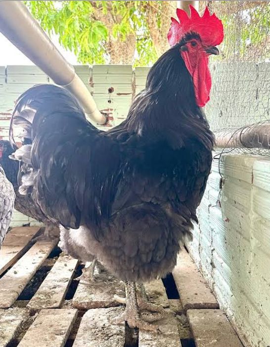 Jersey gigante negro/azul e Malines