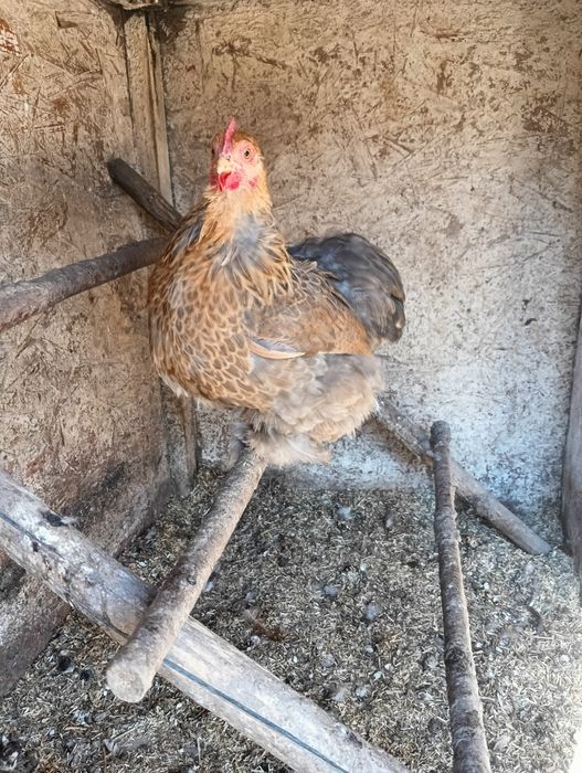 Jajka lęgowe karzełek kochin