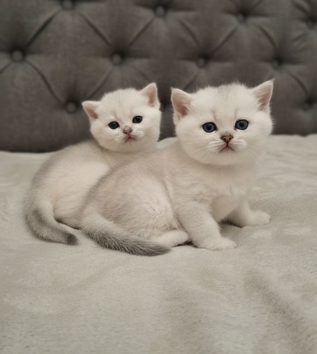 Серебристая шиншилла