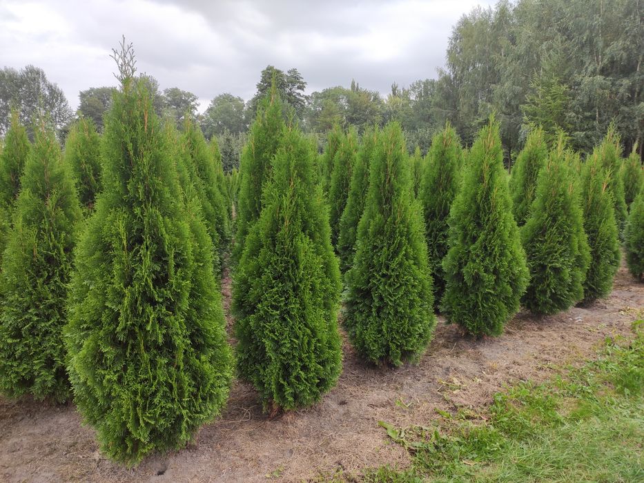 Thuja Smaragd Tuja Szmaragd super jakość 100-200 cm SADZENIE TRANSPORT Rośliny ozdobne Usługi ogrodnicze