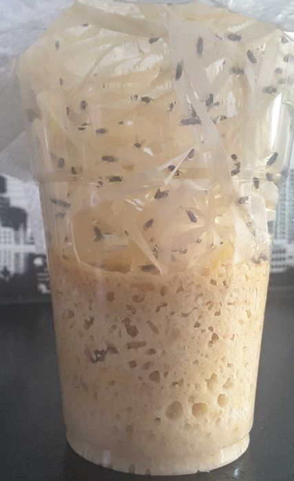 Muszki owocówki nieloty  z larwami  D.Hydei