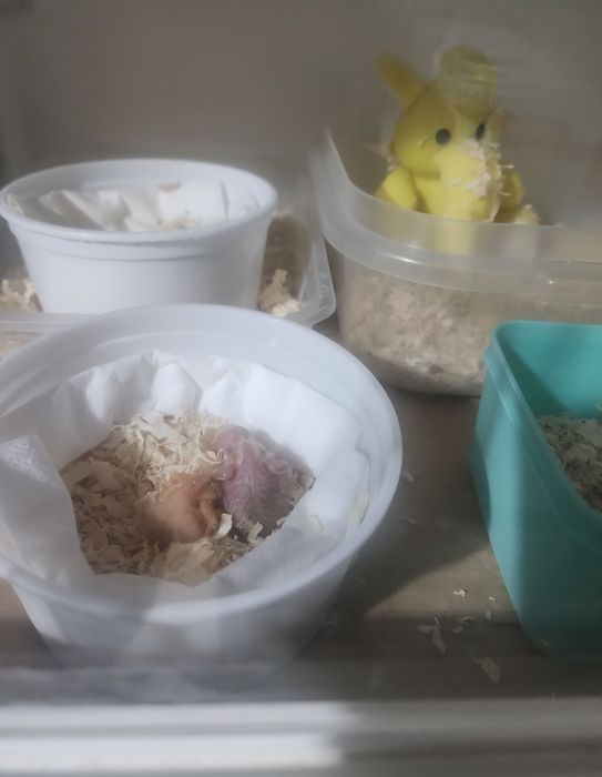 Agapornis 100% domesticado Macho