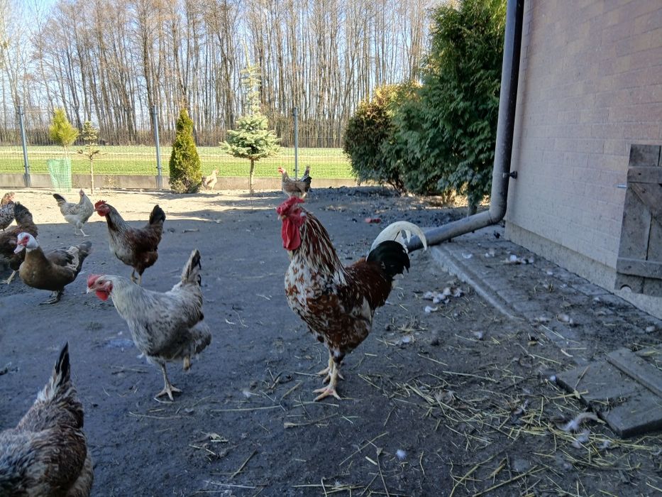 Jaja legowe  kur zagrodowych