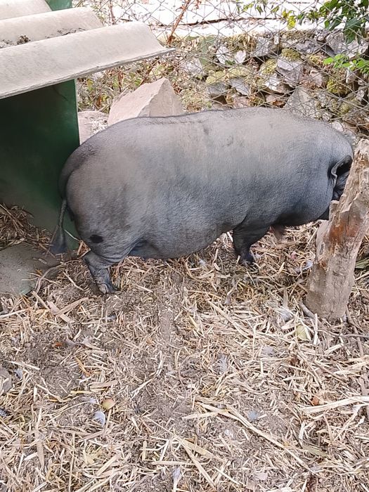 Porca preta rebaixada