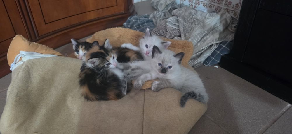 Gatinhos bebés para dar