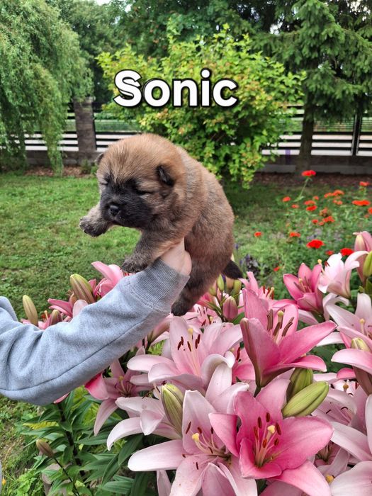Chow chow szczeniaki