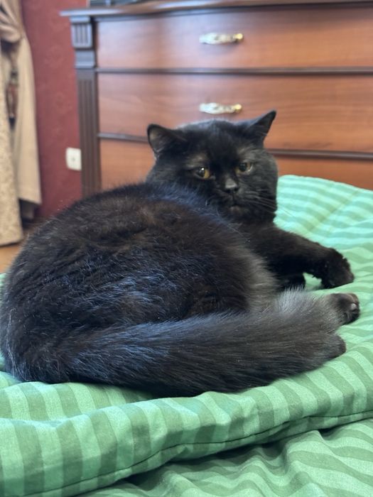 Прекрасные котята