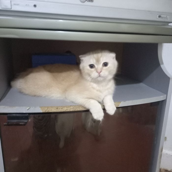 Шотландский мальчик персиковое чудо