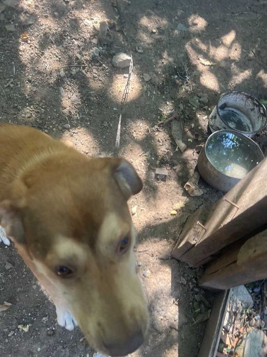 віддам у добрі руки