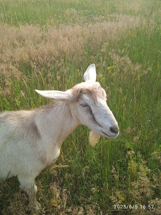 Продам двойную  козу